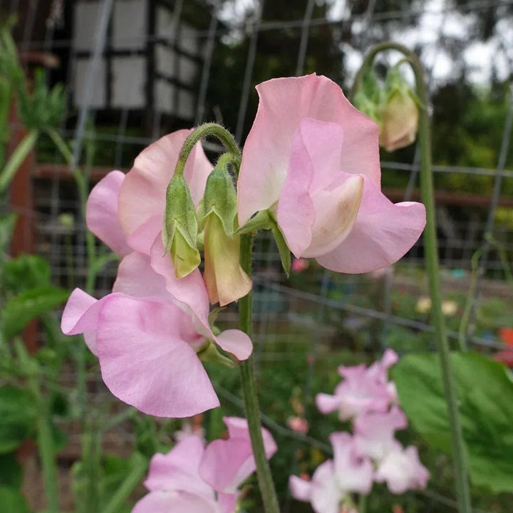 Baby Pink Sweet Pea Flower Seeds for Planting – Heirloom, Non-GMO, Organic Garden Seeds, High Germination