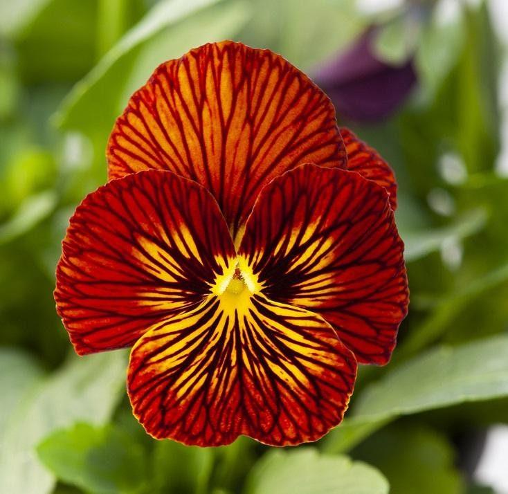 Tiger Eyed Red Pansy Flower Seeds – Heirloom Non-GMO Seeds for Planting, High Germination