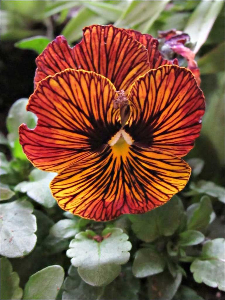 Tiger Eyed Red Pansy Flower Seeds – Heirloom Non-GMO Seeds for Planting, High Germination