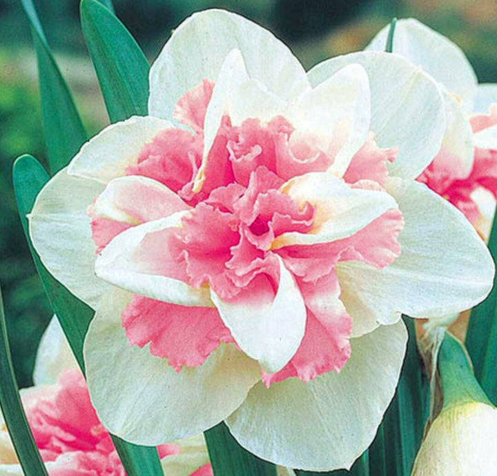 Pink Double Petals Daffodils Seeds for Planting – Heirloom, Non-GMO, Hardy High Germination Variety