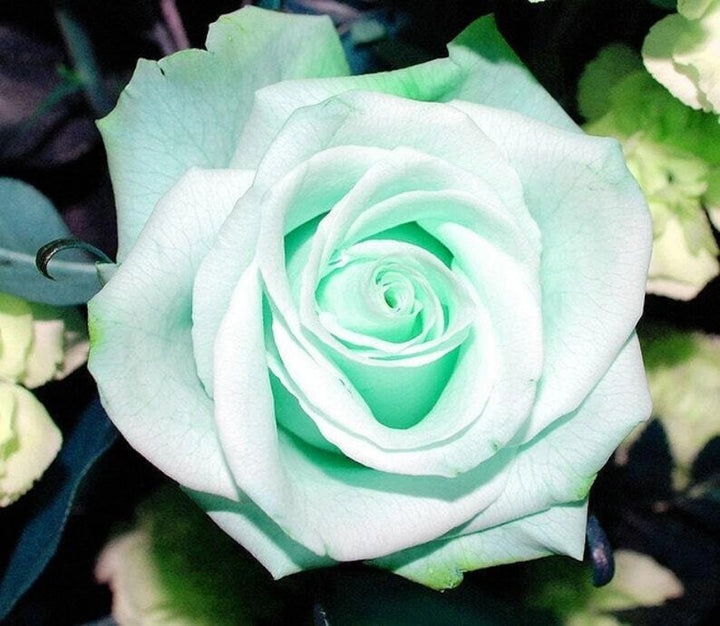Sea Green Rose Flower Seeds for Planting – Heirloom, Non-GMO, High Germination Wildflower Mix