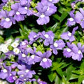 Purple Nemesia Strumosa Flower Seeds for Planting – Heirloom, Non-GMO, High Germination Garden Seeds