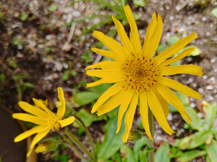 Yellow Mountain Arnica Flower Seeds for Planting – Heirloom Non-GMO, High Germination Organic Garden Seeds