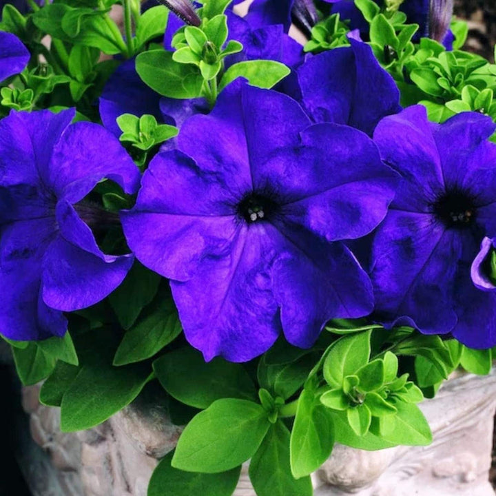 Blue Mandevilla Sanderi Flower Seeds for Planting – Heirloom, Non-GMO, High Germination Organic Garden Seeds