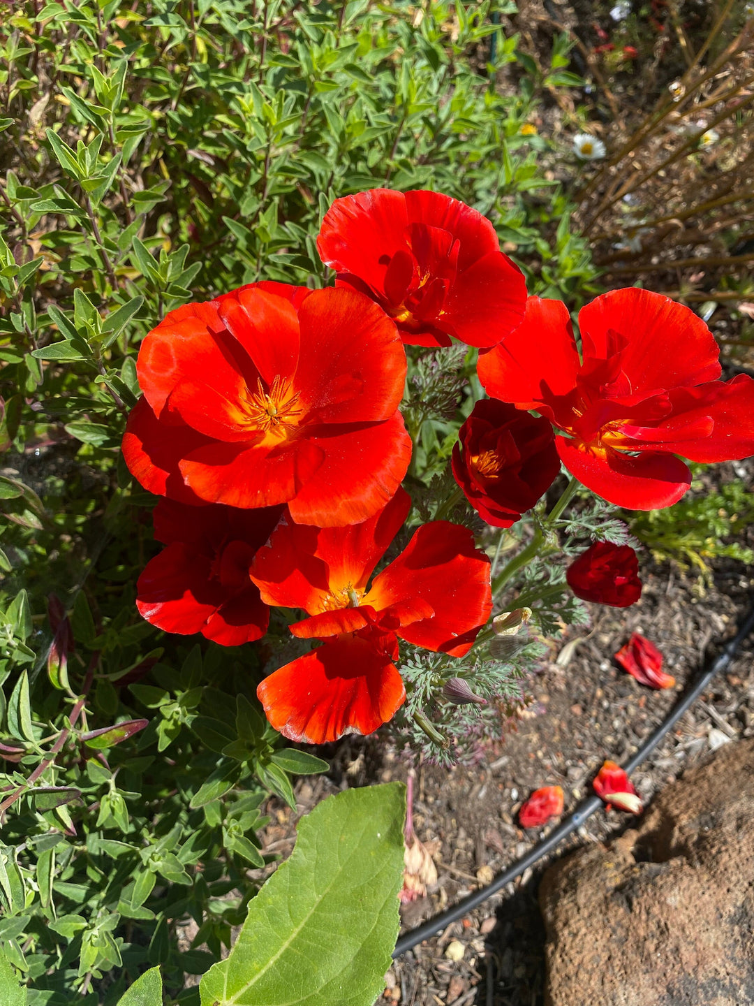 Flower Seeds, Seeds,Seeds For Planting,Plant Seeds