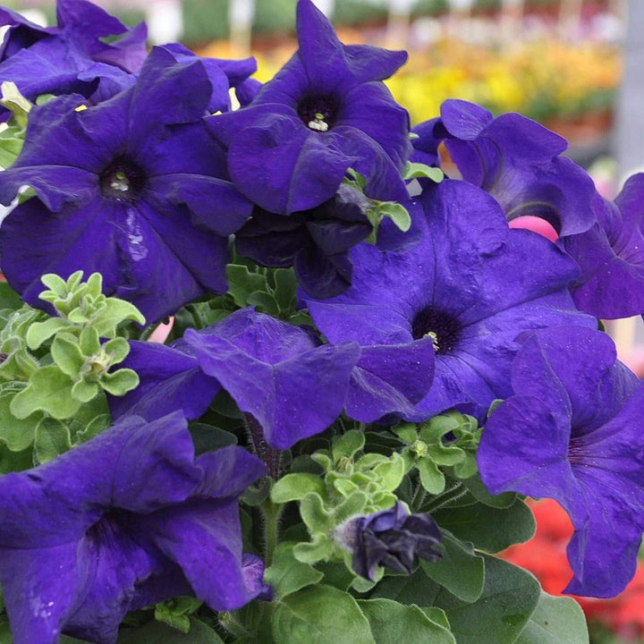 Blue Mandevilla Sanderi Flower Seeds for Planting – Heirloom, Non-GMO, High Germination Organic Garden Seeds