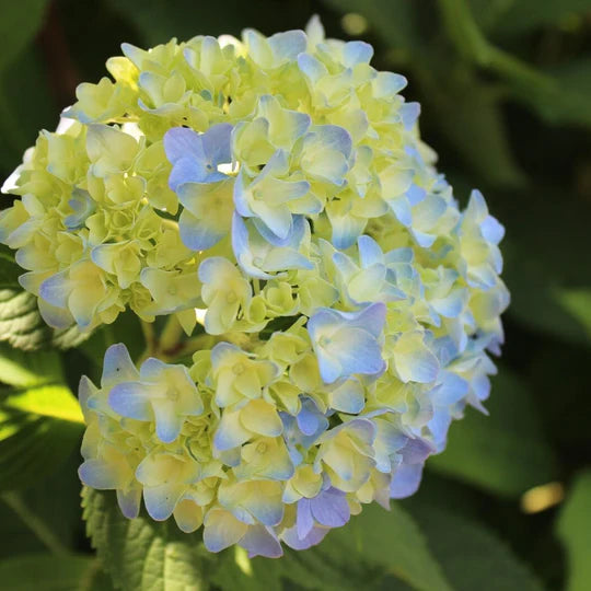 Blue & Yellow Hydrangea Flower Seeds for Planting – Heirloom, Non-GMO, High Germination Garden Seeds