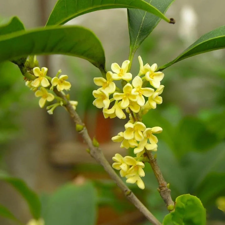 Osmanthus Flower Seeds for Planting – Heirloom, Non-GMO, High Germination Organic Garden Seeds
