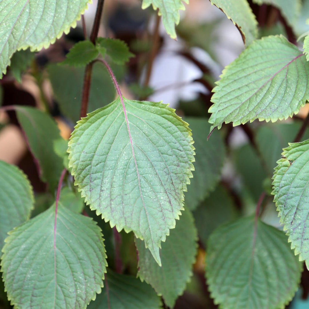 Organic Bicolor Perilla Shiso Herb Seeds for Planting – Heirloom, Non-GMO, Organic Garden Seeds with High Germination