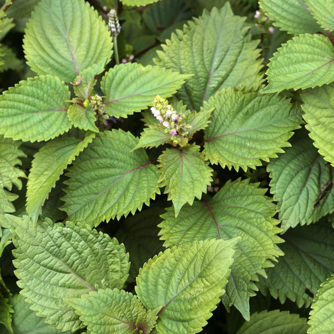 Organic Bicolor Perilla Shiso Herb Seeds for Planting – Heirloom, Non-GMO, Organic Garden Seeds with High Germination