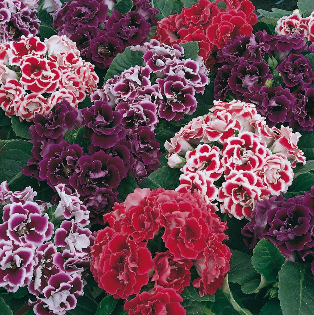 Mixed Colour Brazilian Gloxinia Flower Seeds for Planting – Heirloom, Non-GMO, Organic Garden Seeds