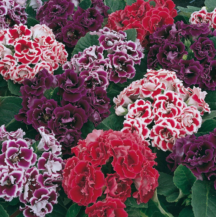 Mixed Colour Brazilian Gloxinia Flower Seeds for Planting – Heirloom, Non-GMO, Organic Garden Seeds
