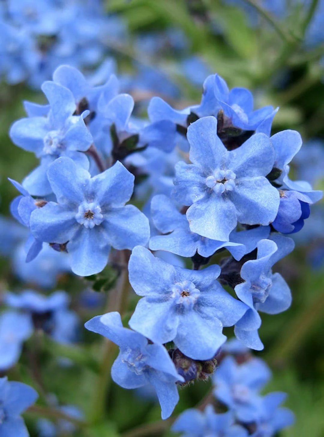 Cynoglossum Flower Seeds for Planting – Heirloom, Non-GMO, High Germination Organic Garden Seeds