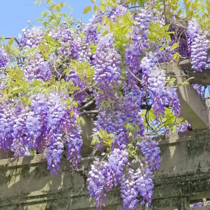 Violet Wisteria Flower Seeds for Planting – Hardy Heirloom, Non-GMO, High Germination Garden Seeds