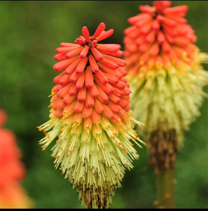 Flower Seeds, Seeds,Seeds For Planting,Plant Seeds