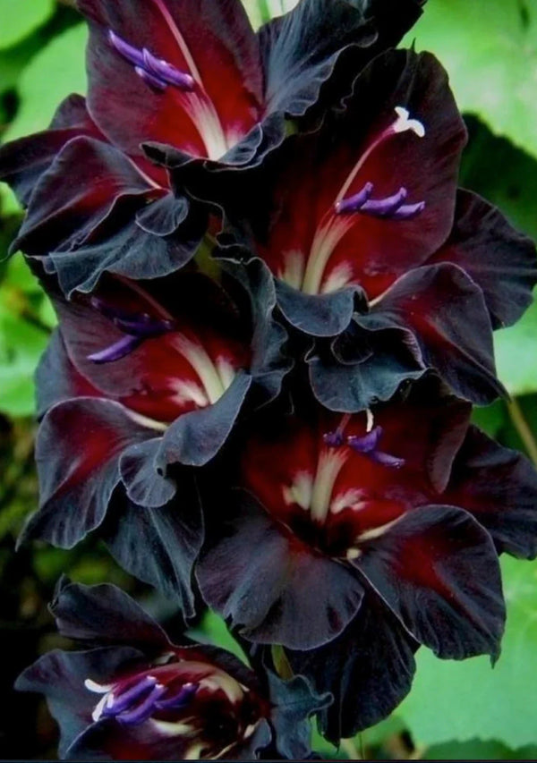 Flower Seeds, Seeds,Seeds For Planting,Plant Seeds