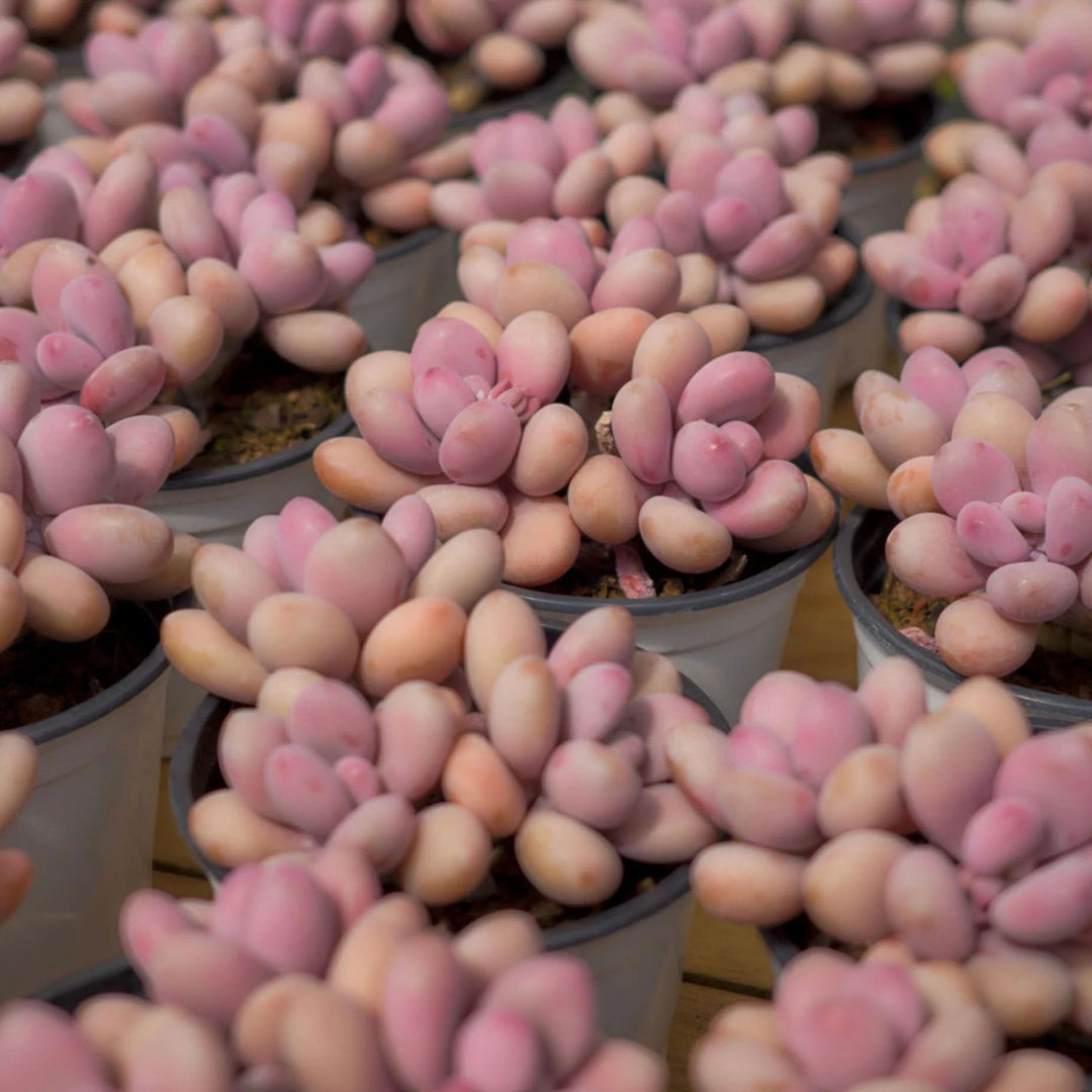 Pink Egg Flower Seeds for Planting – Heirloom Non-GMO Organic Garden Seeds, High Germination