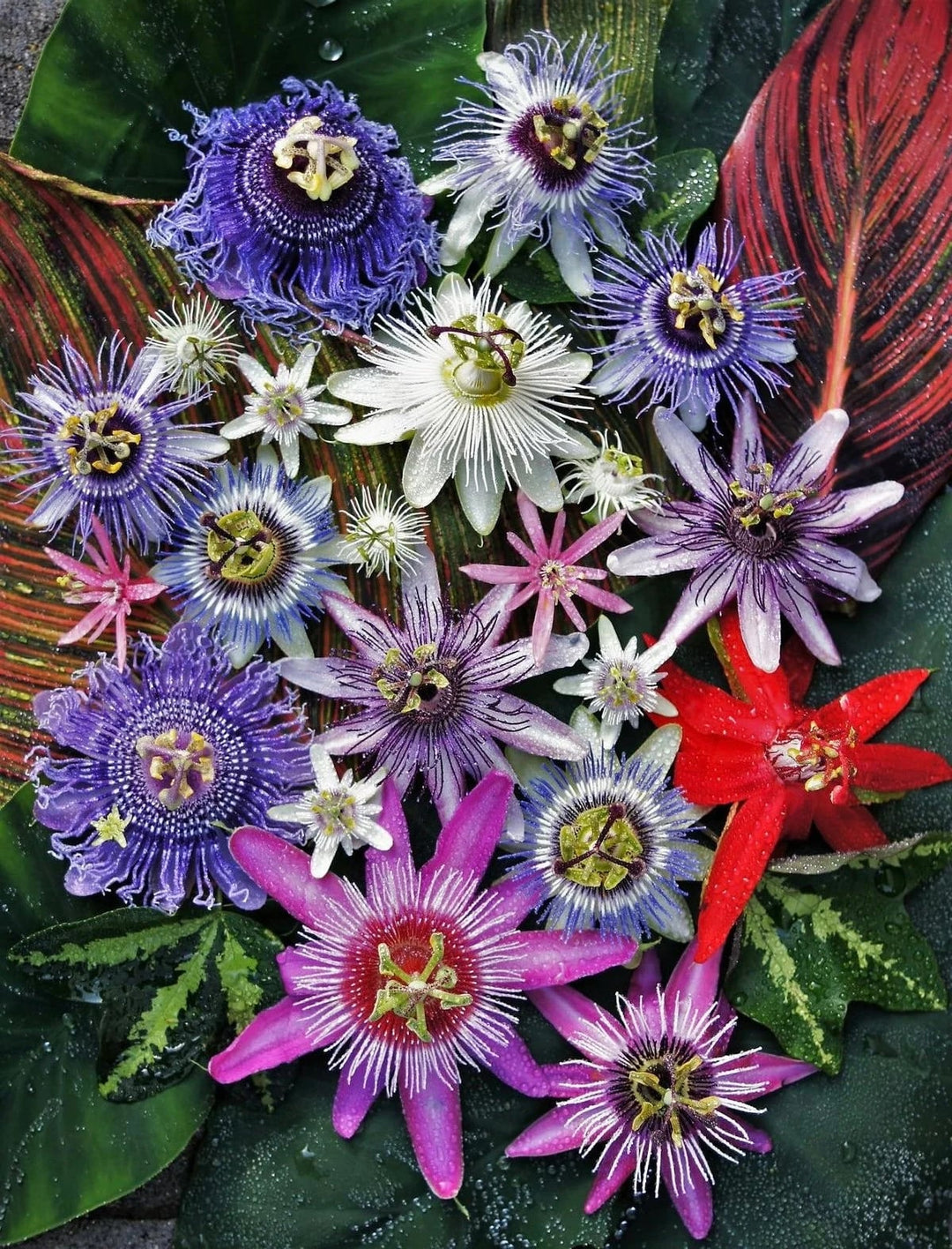 Mixed Color Passion Flower Seeds for Planting – Heirloom, Non-GMO, High Germination Organic Garden Seeds