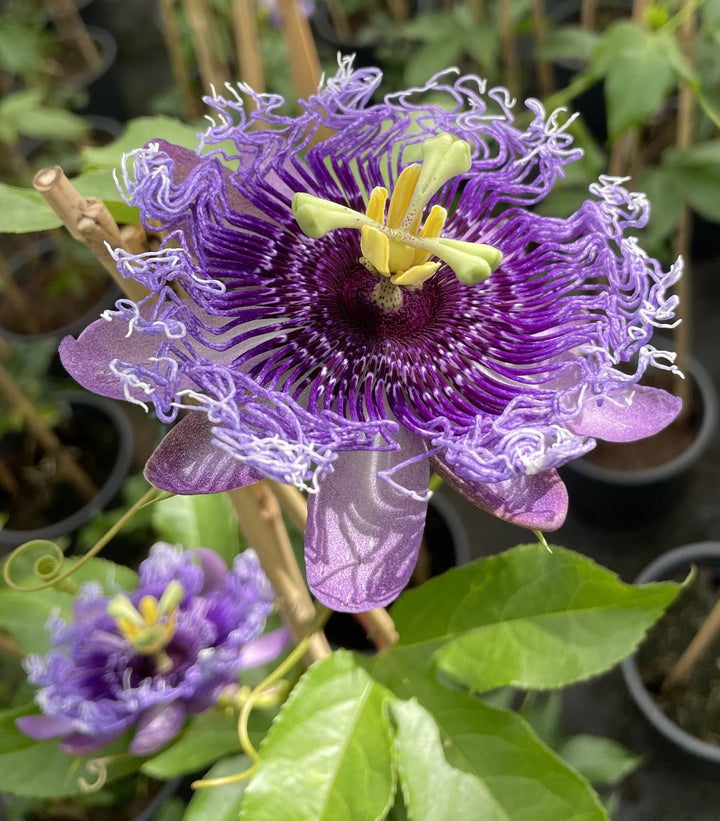 Yellow Violet Passion Flower Seeds for Planting – Compact Growth, Heirloom, Non-GMO Home Garden