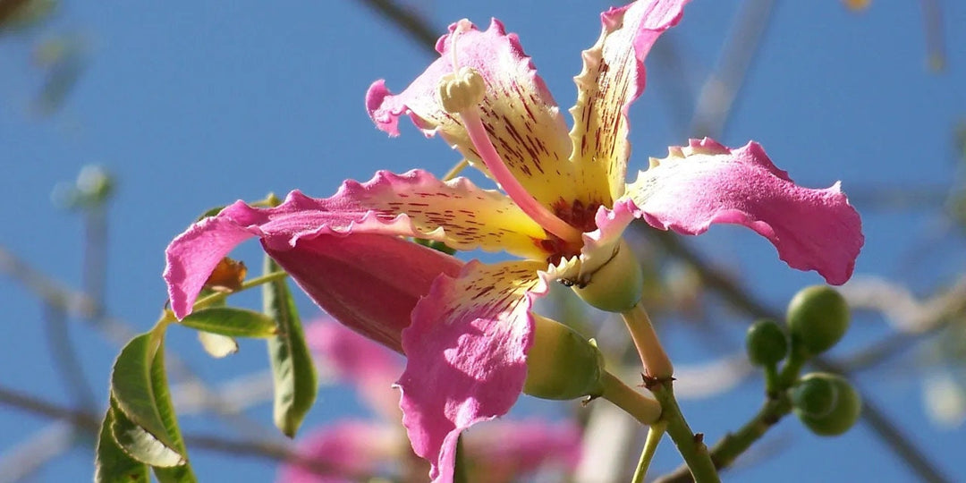 Chorisia Insignis Flower Seeds for Planting – Beautiful Silk Floss Tree Blooms
