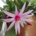 Light Pink Zygocactus Truncatus Seeds – Heirloom, Non-GMO, Premium Quality