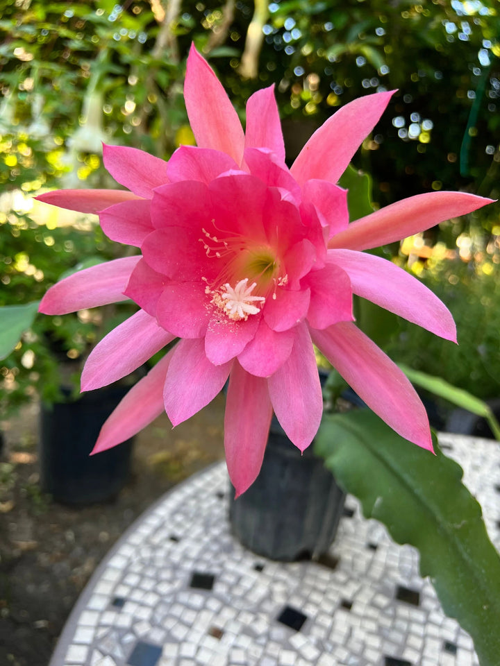 Light Pink Epiphyllum Flower Seeds for Planting – Heirloom Non-GMO Organic Garden Seeds with High Germination