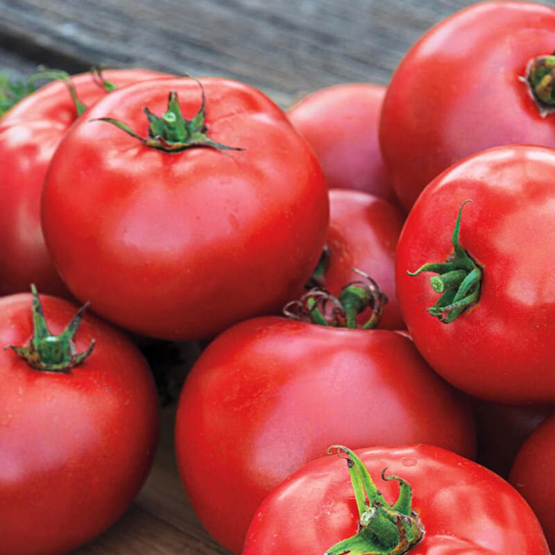 Better Boy Tomato Seeds – Heirloom Non-GMO High-Yield Juicy Vegetable Seeds for Planting, Organic Garden Seeds