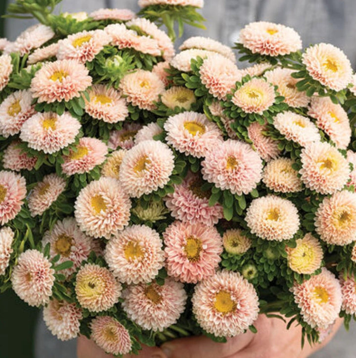 White Orange China Aster Flower Seeds for Planting – Heirloom, Non-GMO, Bright Blooms, High Germination