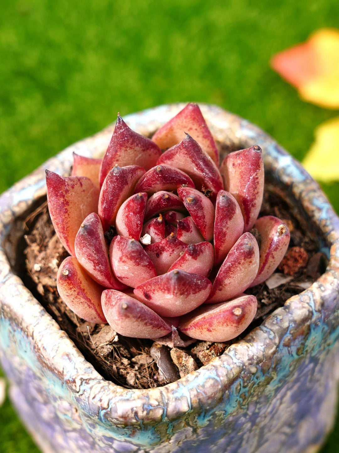 Echeveria Agavoides Romeo Flower Seeds for Planting – Heirloom, Non-GMO, High Germination, Organic Garden
