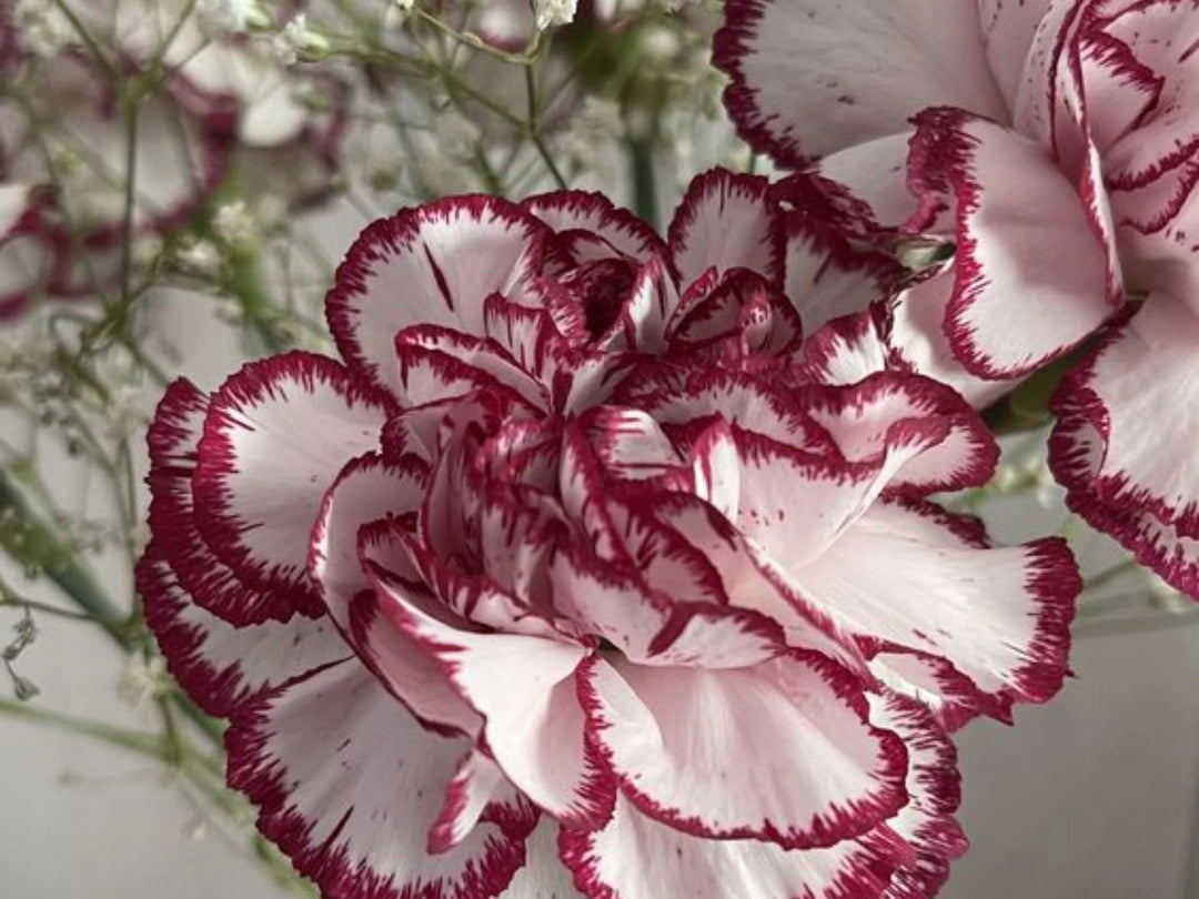 Maroon White Carnation Flower Seeds for Planting – Wildflower Mix, Heirloom & Non-GMO Garden Seeds