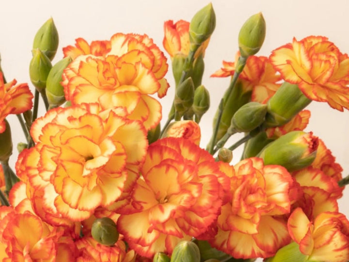 Orange Yellow Dianthus Caryophyllus Flower Seeds for Planting - Hardy Variety Heirloom & Non-GMO Seeds High Germination