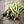 Asparagus Seeds – Heirloom Non-GMO Perennial Vegetable Seeds for Planting, Organic Garden Seeds, High Germination