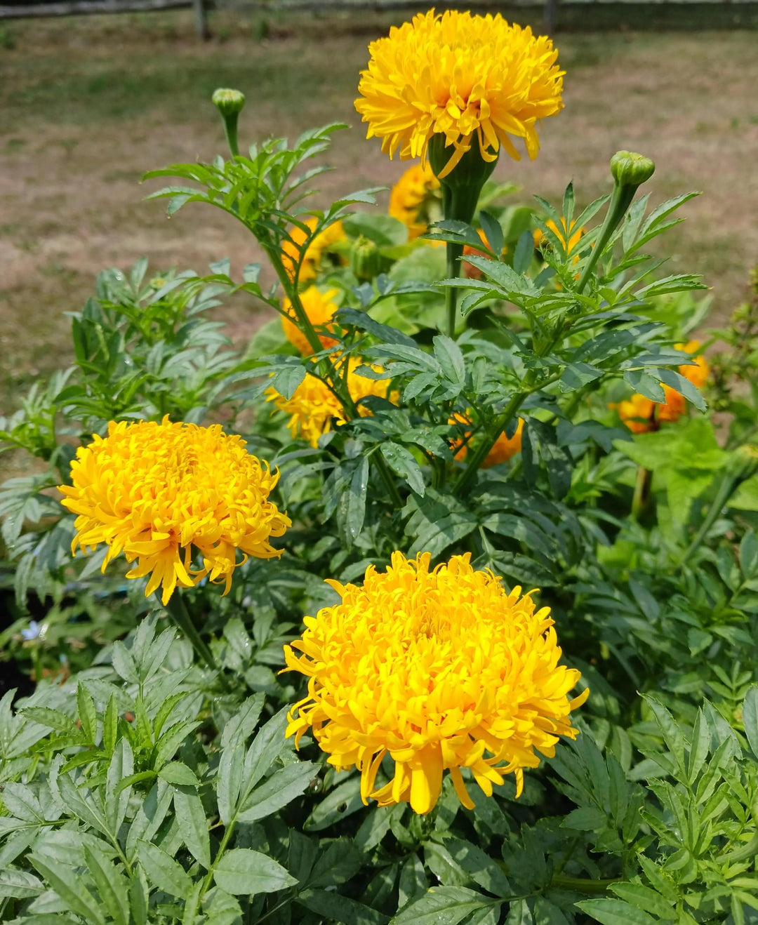 Russian Marigold Flower Seeds for Planting – Heirloom Non-GMO Organic Garden Seeds, High Germination