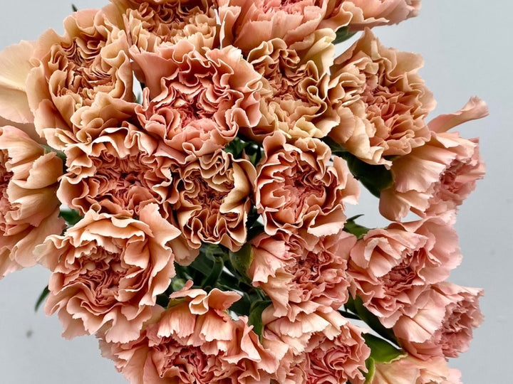 Brown White Carnation Flower seeds for Planting – Garden Favorite, Heirloom & Non-GMO Seeds