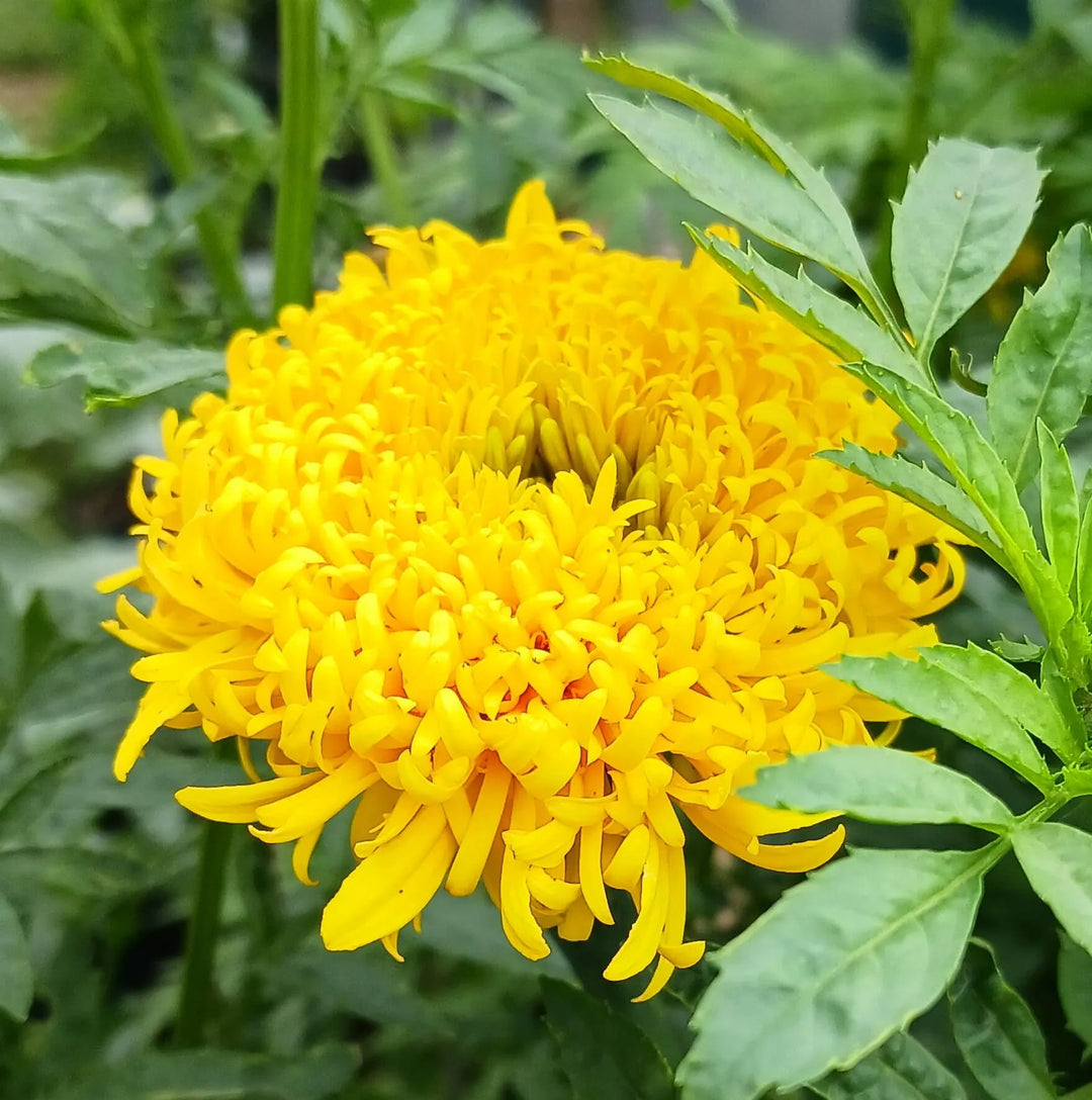 Russian Marigold Flower Seeds for Planting – Heirloom Non-GMO Organic Garden Seeds, High Germination
