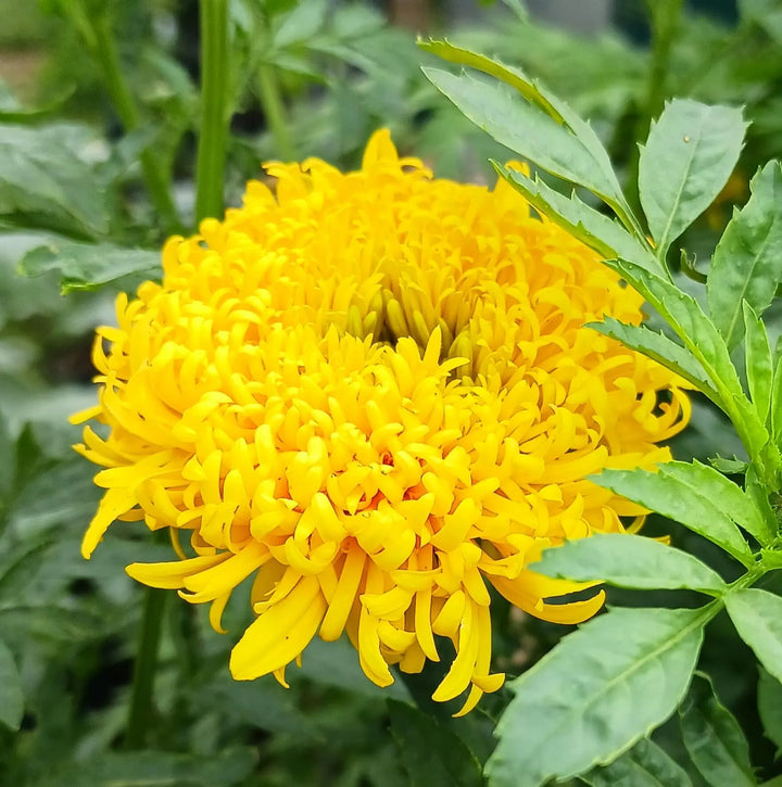 Russian Marigold Flower Seeds for Planting – Heirloom Non-GMO Organic Garden Seeds, High Germination