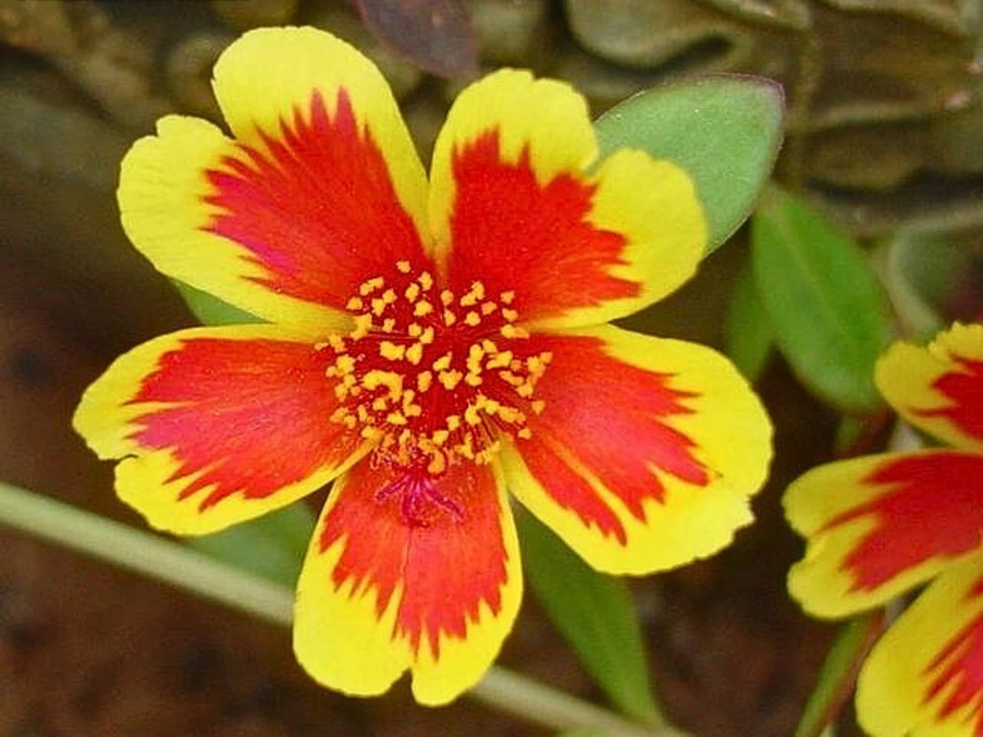 Yellow Red Mirabilis Flower Seeds - Heirloom, Non-GMO, High Germination Seeds for Planting Organic Garden