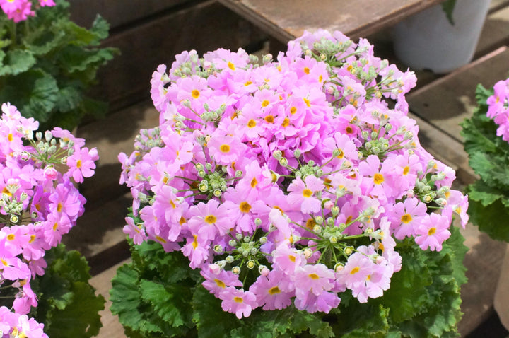 Pink Primula Malacoides Flower Seeds for Planting – Heirloom Non-GMO, High Germination Organic Garden Seeds