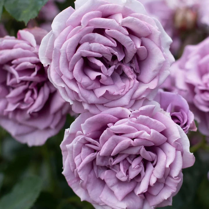 Light Purple Climbing Rose Flower Seeds for Planting – Bright Blooms, Heirloom, Non-GMO, High Germination Organic Garden Seeds