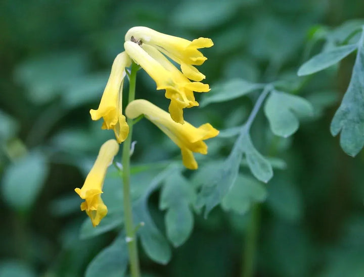 Flower Seeds, Seeds,Seeds For Planting,Plant Seeds
