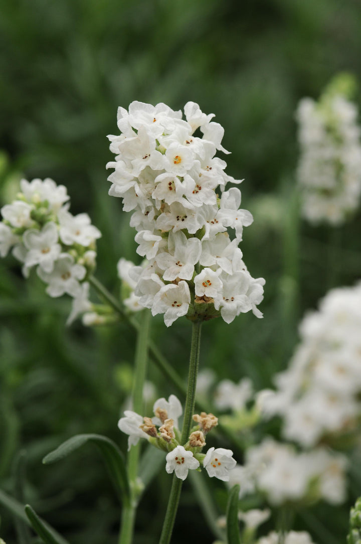 White Lavender Flower Seeds for Planting – Heirloom, Non-GMO, Garden Favorite, High Germination