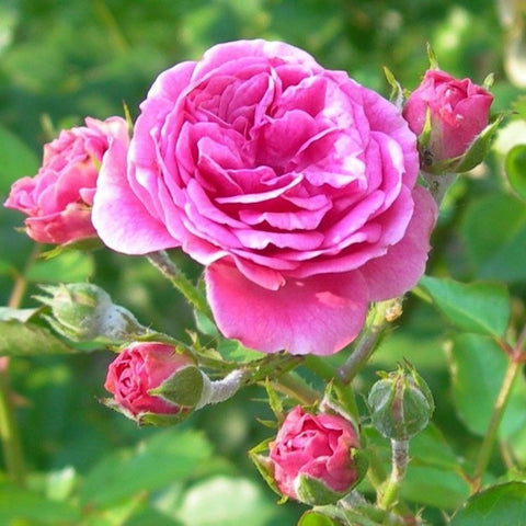 Flower Seeds, Seeds,Seeds For Planting,Plant Seeds