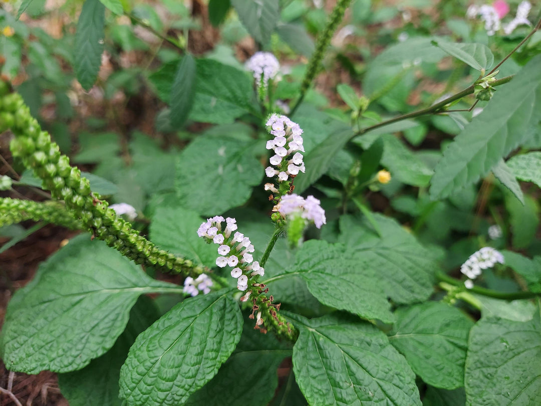 Herb Seeds,Garden seeds, Seeds For Planting,Plant Seeds