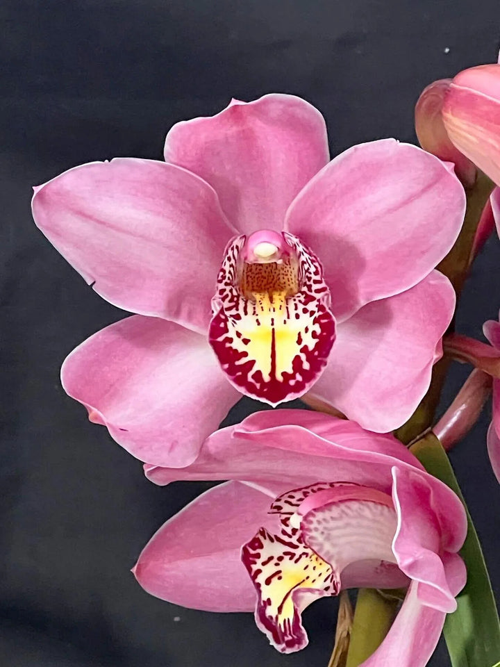 Pink Cymbidium Orchid Flower Seeds for Planting – Heirloom Non-GMO, High Germination Organic Garden Seeds