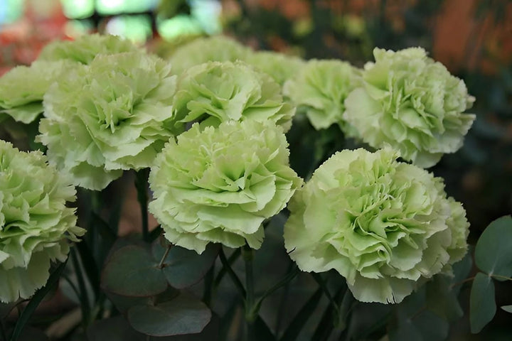 Green Carnation Flower Seeds for Planting – Long Bloom Season, Heirloom & Non-GMO Garden Seeds