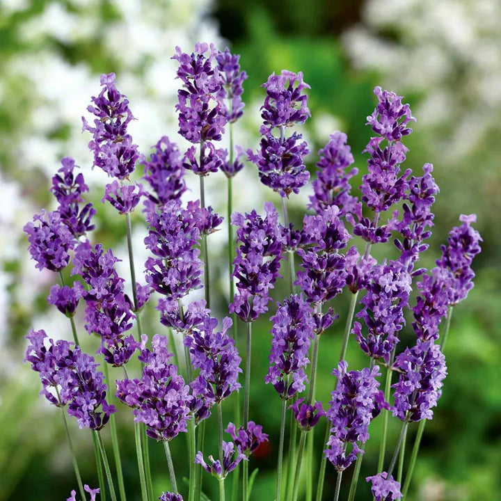 Flower Seeds, Seeds,Seeds For Planting,Plant Seeds