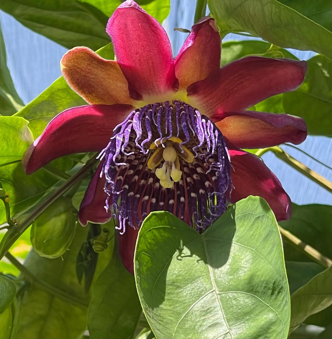 Riesen Granadilla Flower Seeds for Planting – Heirloom Non-GMO, High Germination Organic Garden Seeds