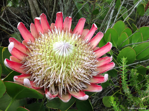 Flower Seeds, Seeds,Seeds For Planting,Plant Seeds