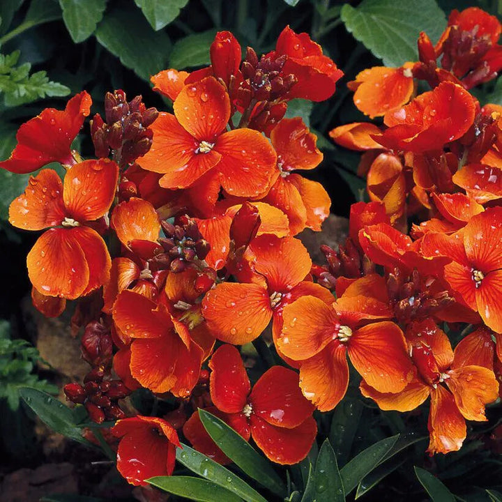 Orange Utricularia Flower Seeds for Planting – Heirloom Non-GMO, High Germination Organic Garden Seeds