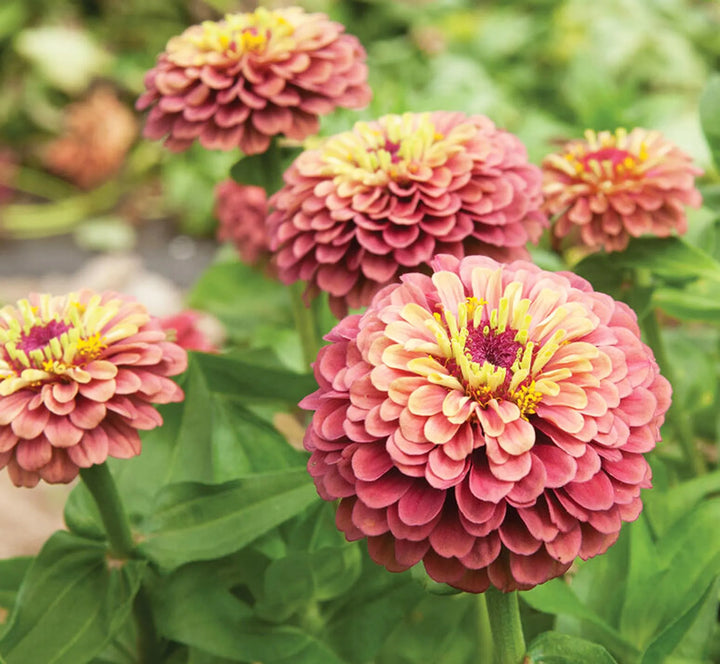 Flower Seeds, Seeds,Seeds For Planting,Plant Seeds